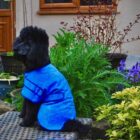 CHILLER COOL COAT BLUE